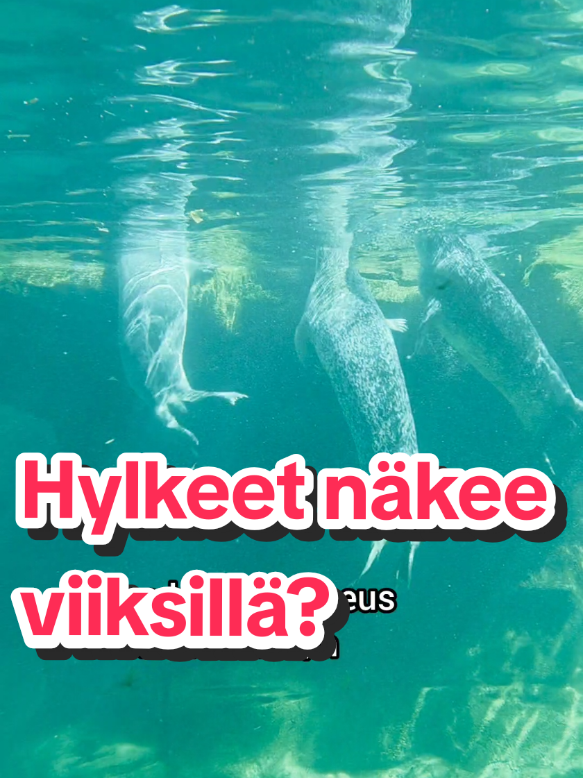 @Vesko