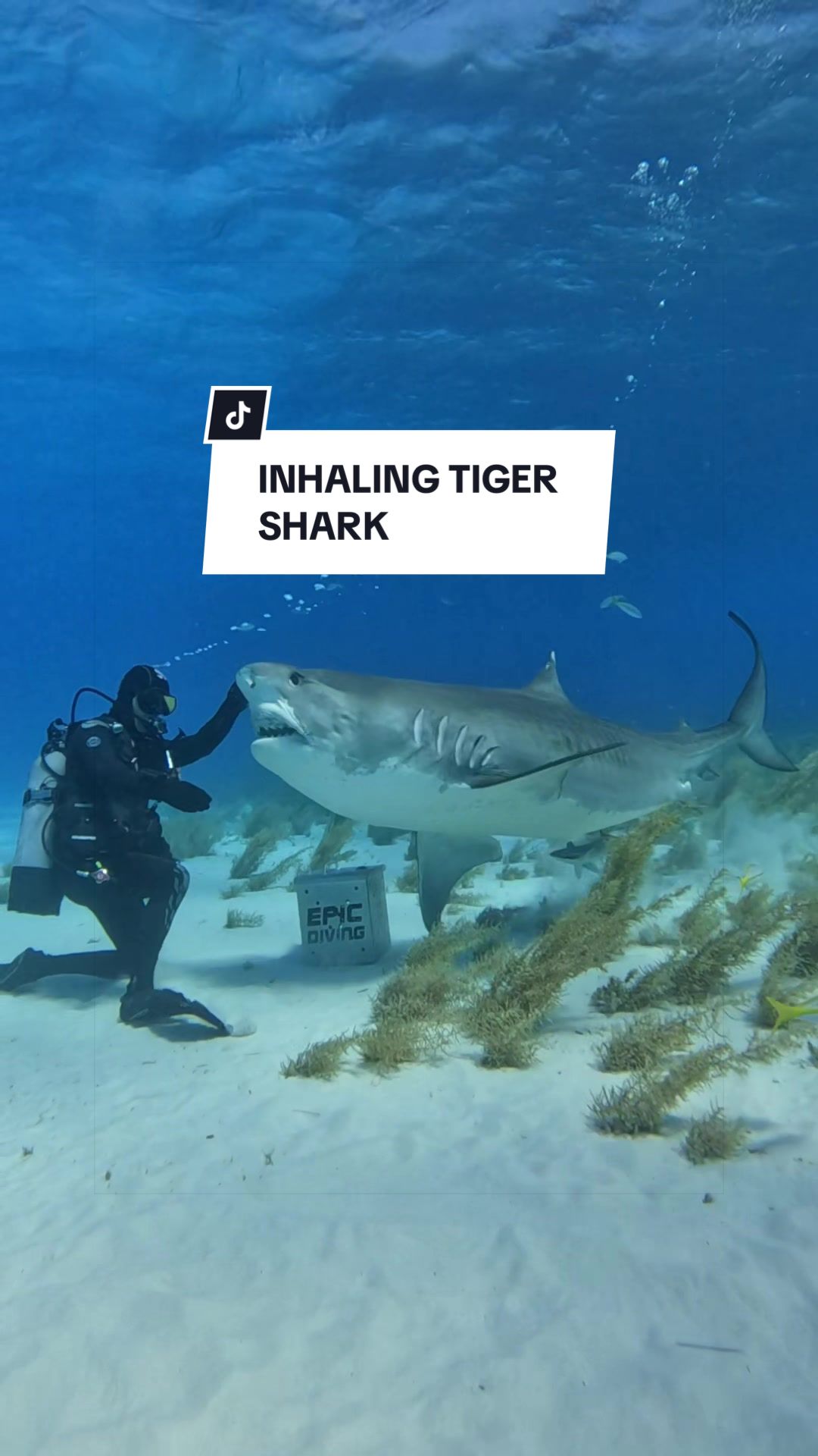 @SCUBA&ensp;DAN&ensp;🦈