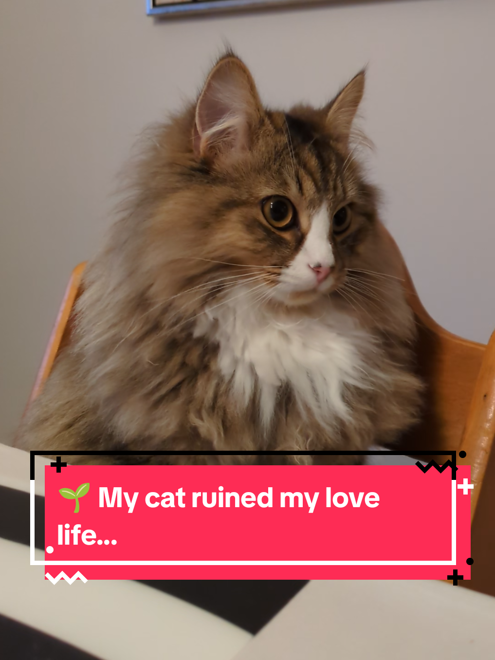 @The Cutest Cats Ever