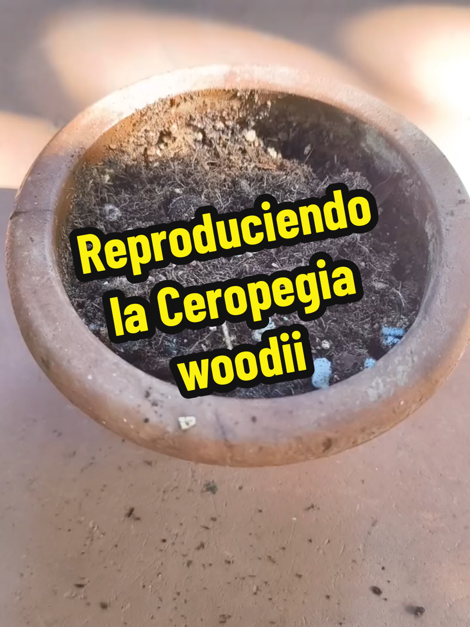 @𝑴𝒊 P𝒂𝒕𝒊𝒐𝒉𝒖𝒆𝒓𝒕𝒐