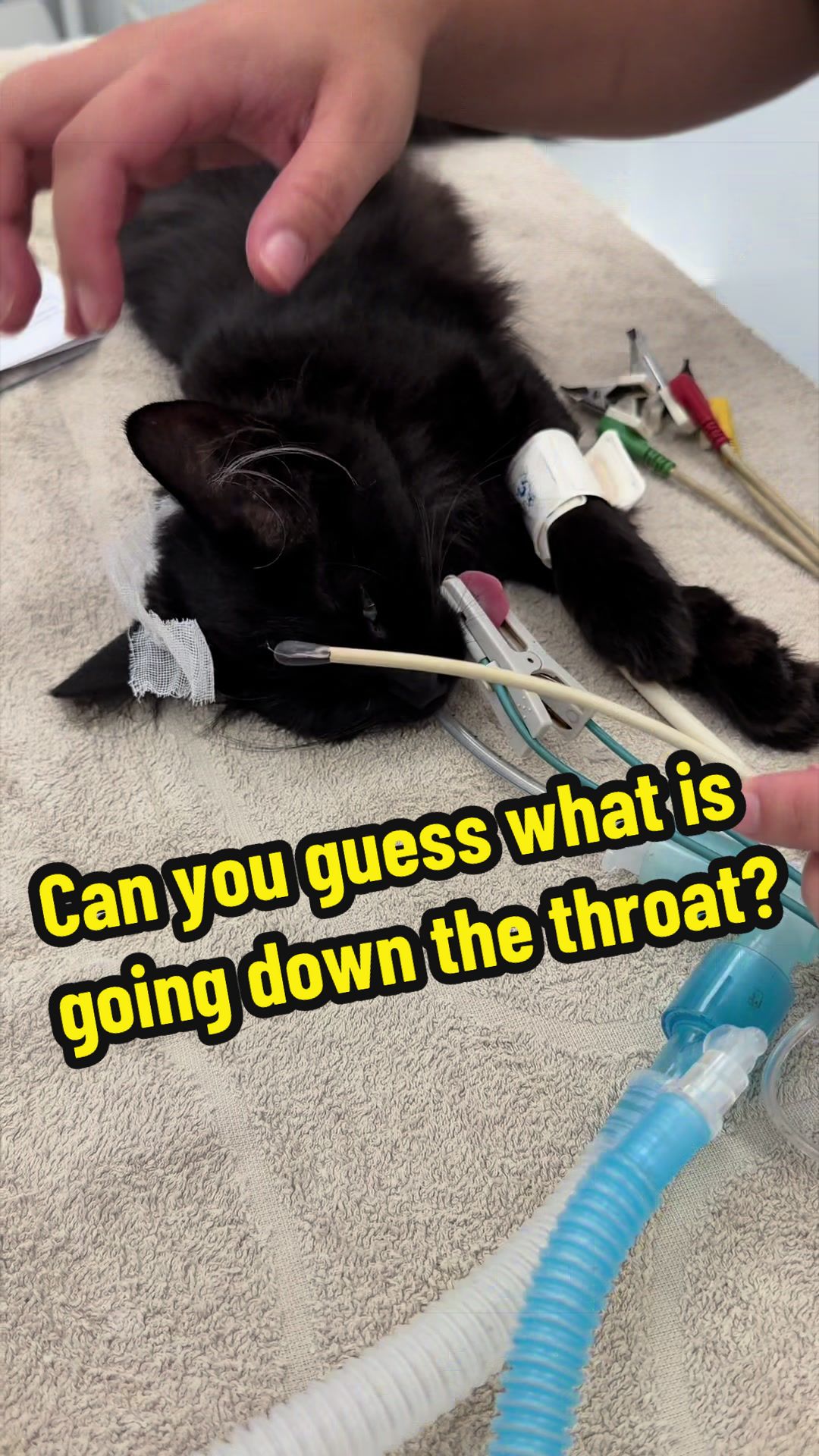 @Tomasthevet