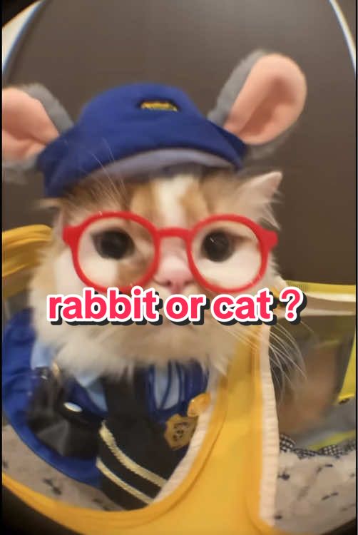 @DIY kitten