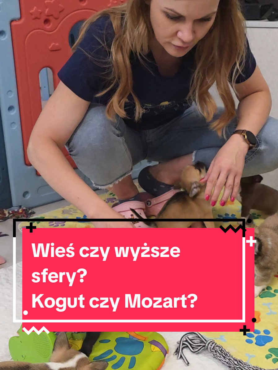 @Chihuahua uzależnia