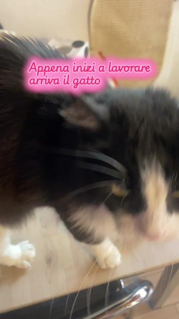 @Paolagemma Consulente Felina😻