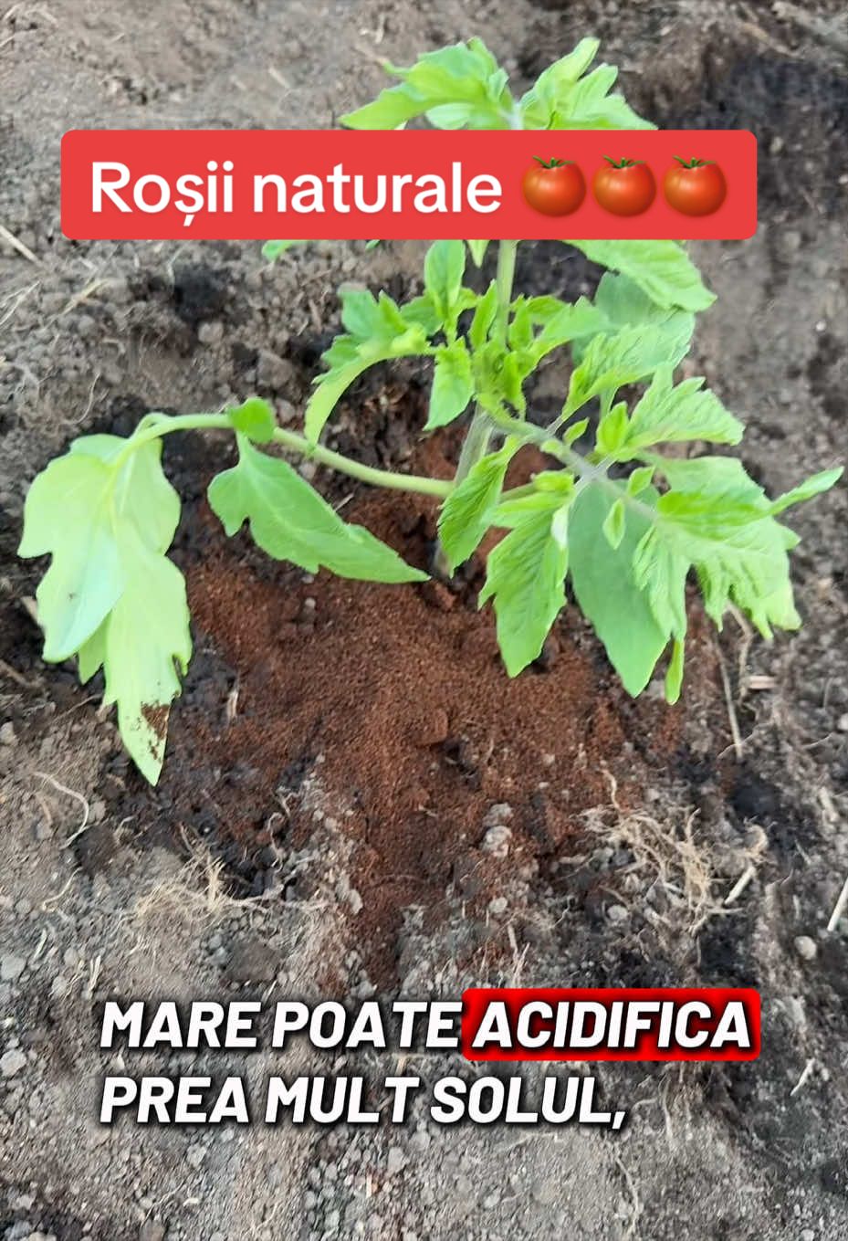 @Psalmii sufletului meu