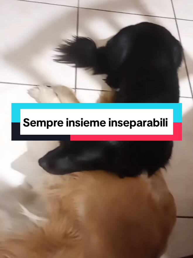 @Whisky&Jenny Golden retriever