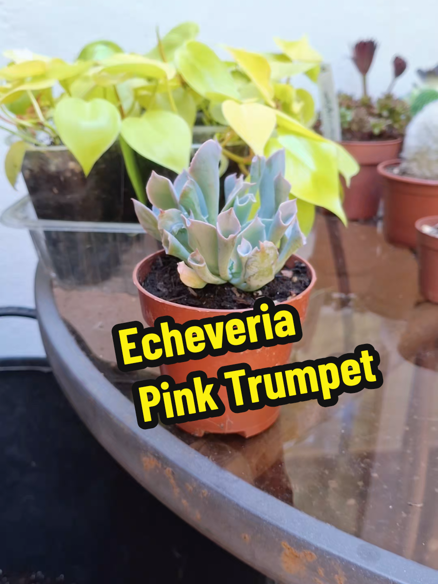 @Succulent_ninja