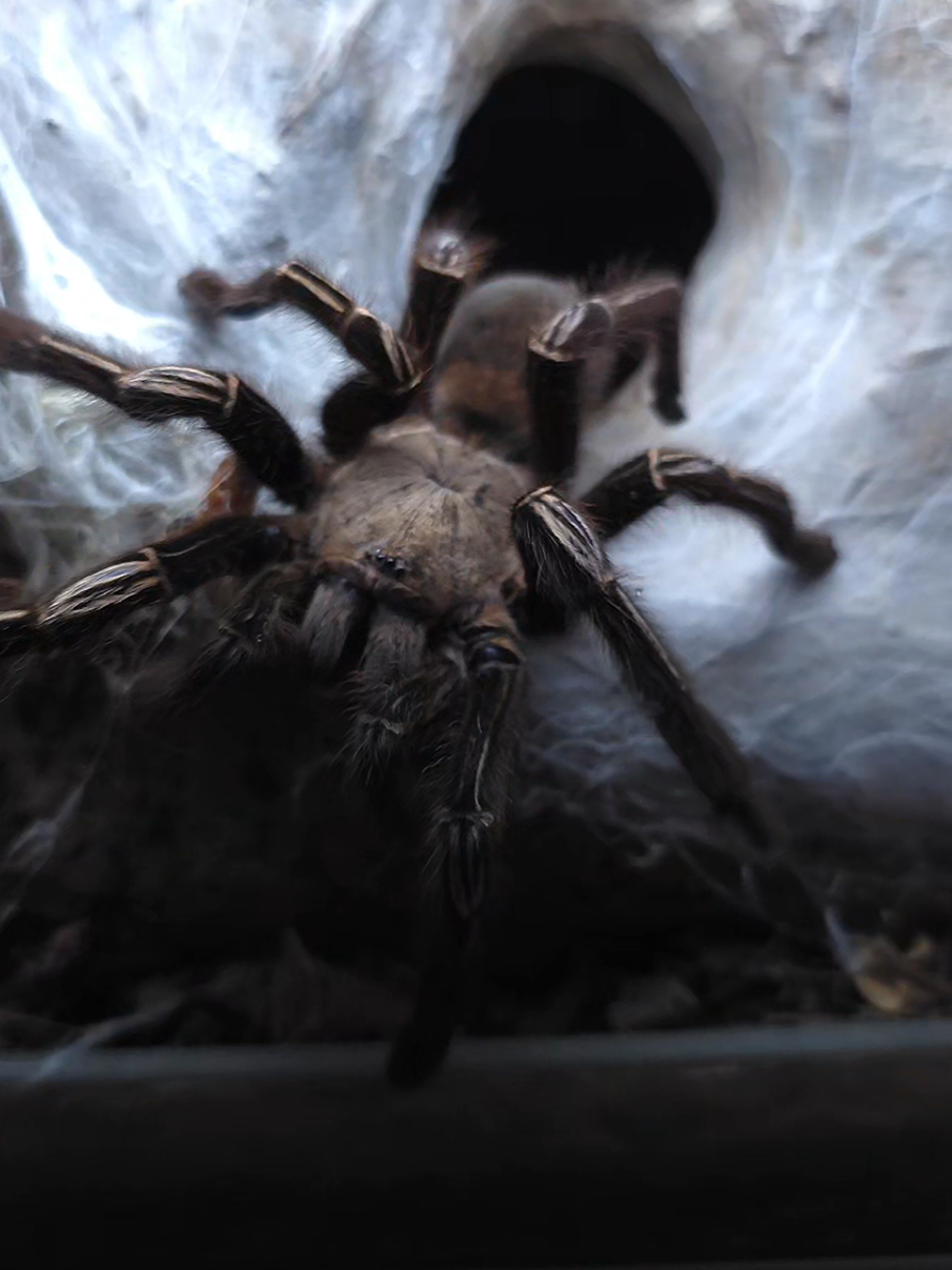 @BugZcave