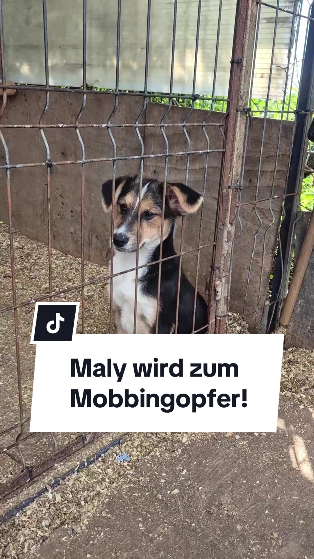 @Ein Herz für Streuner e.V.