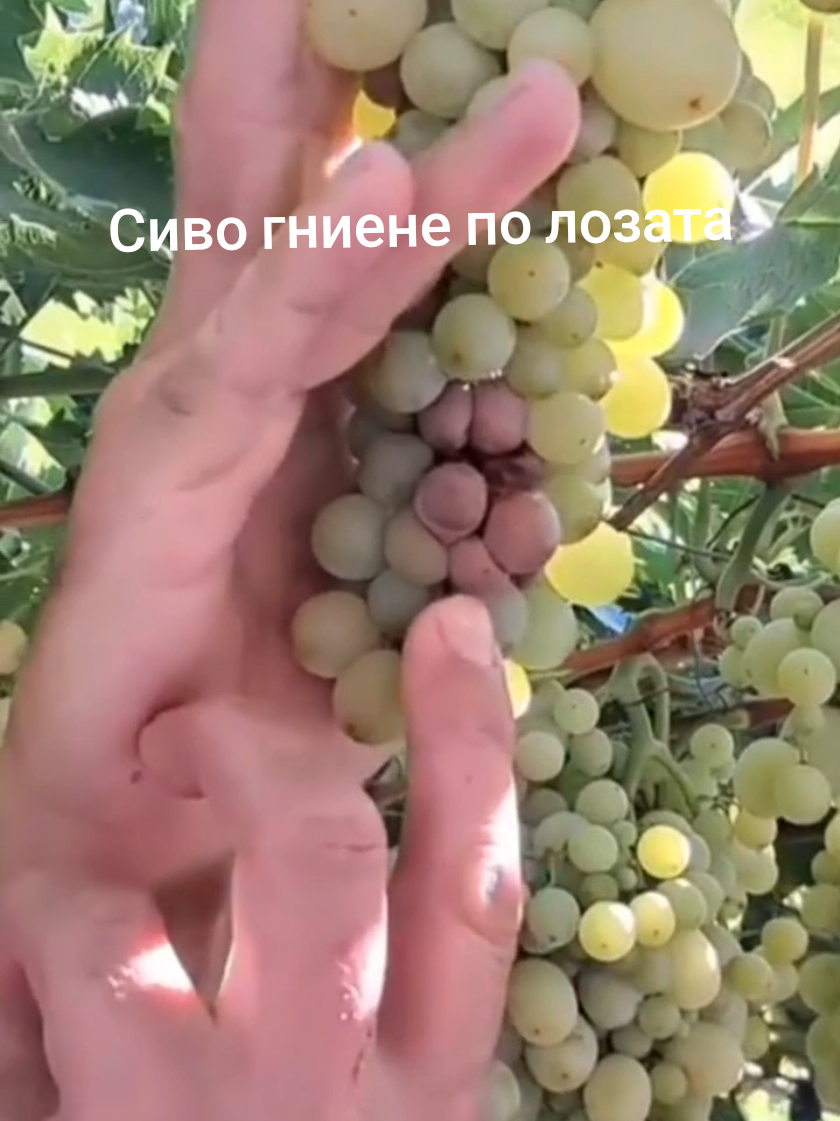 @Минчо Танков