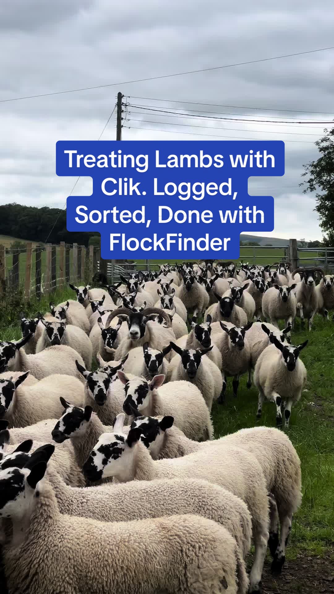 @FlockFinder