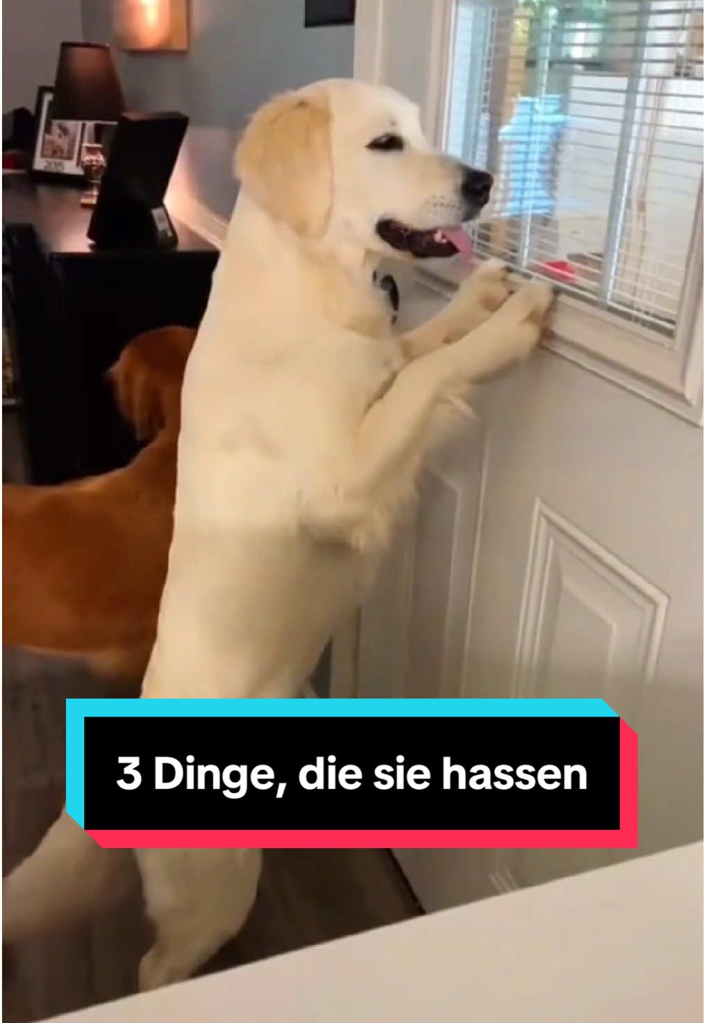 @Tiere kennen🐾