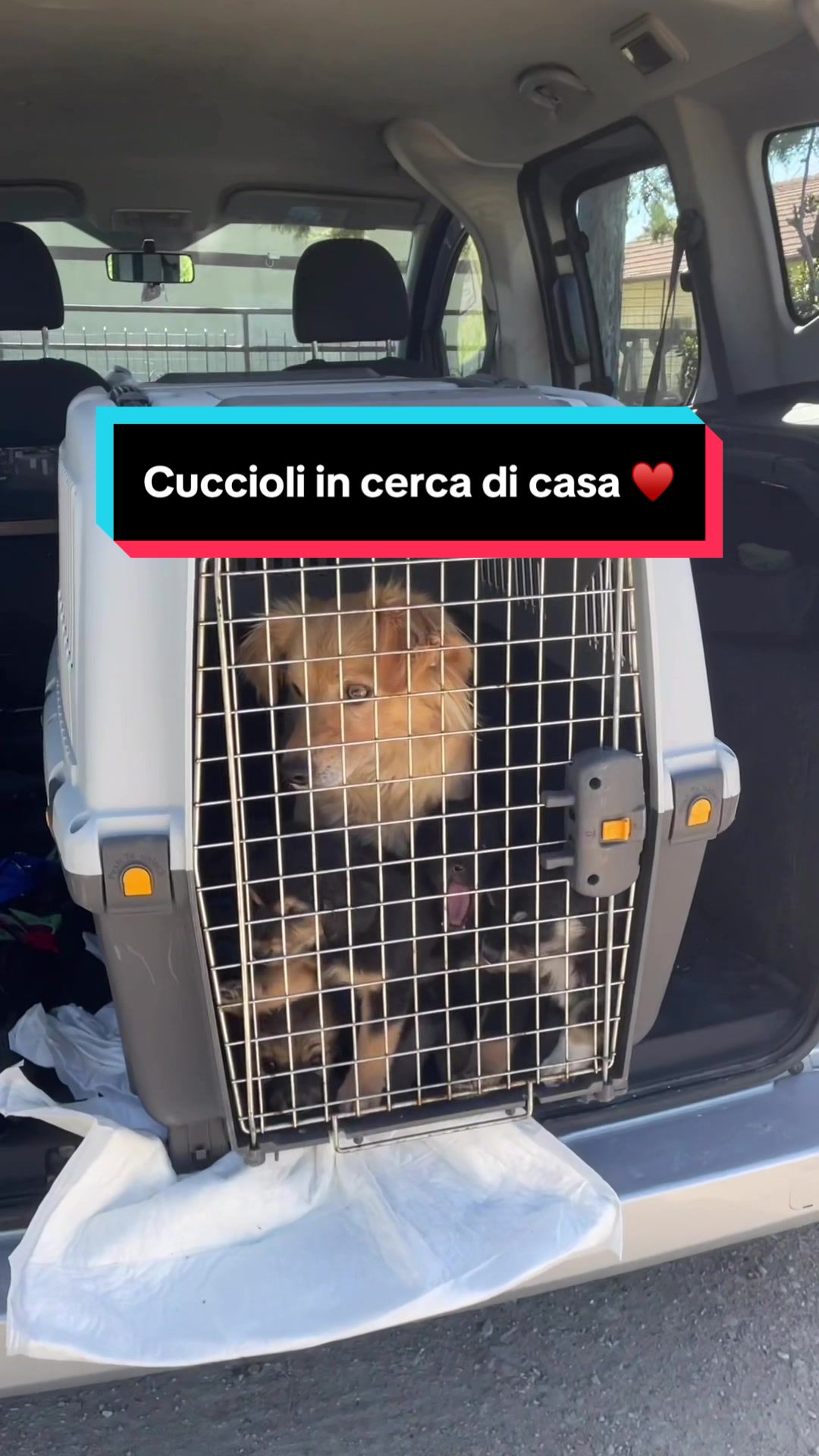 @chiaratarquini