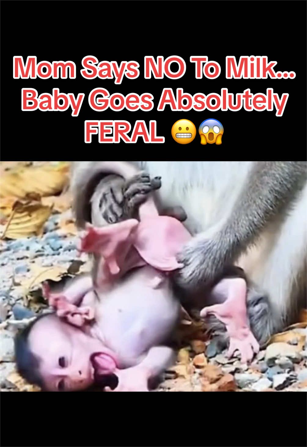 @Baby Monkey Life