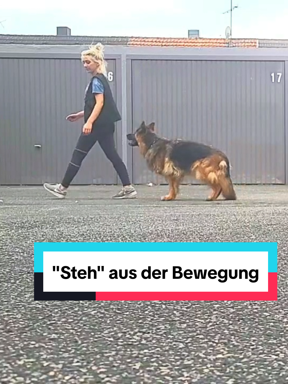 @Hundeschule Mit vier Pfoten