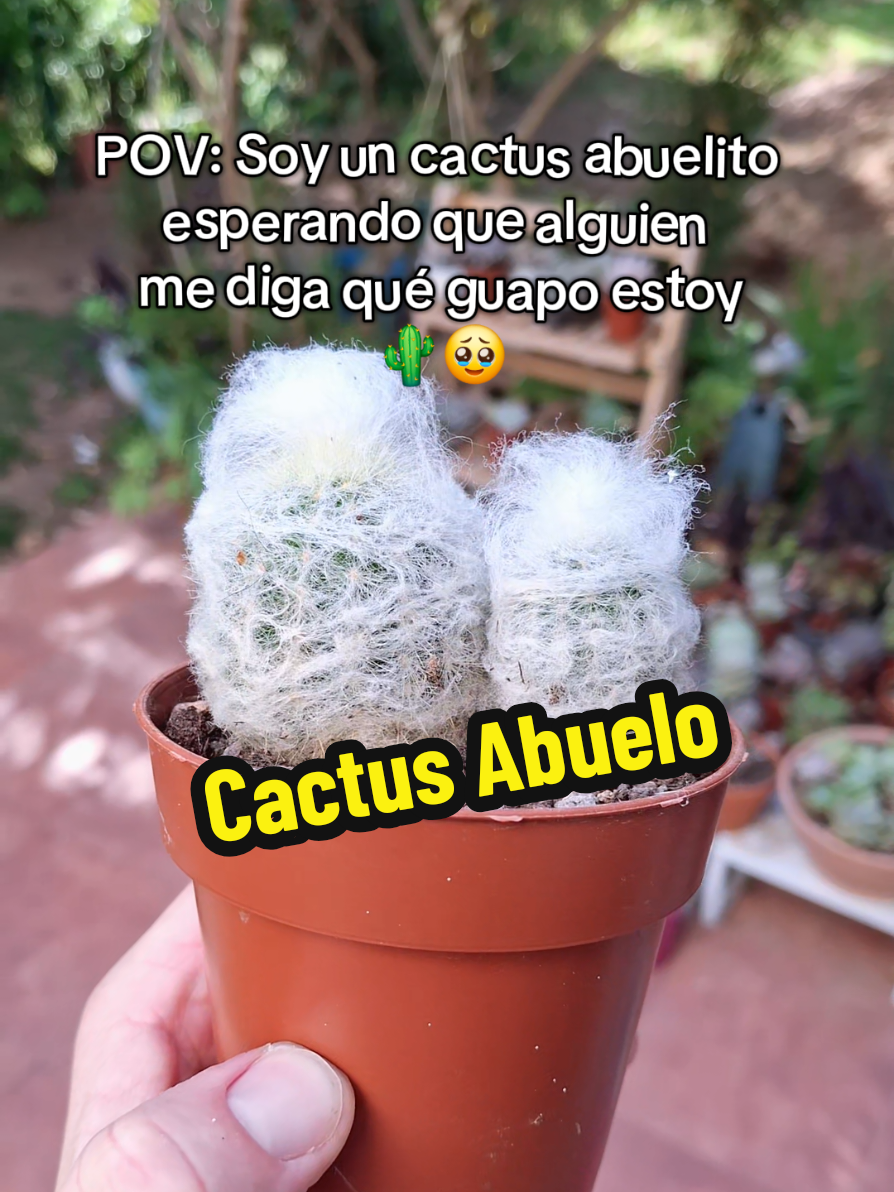 @Succulent_ninja