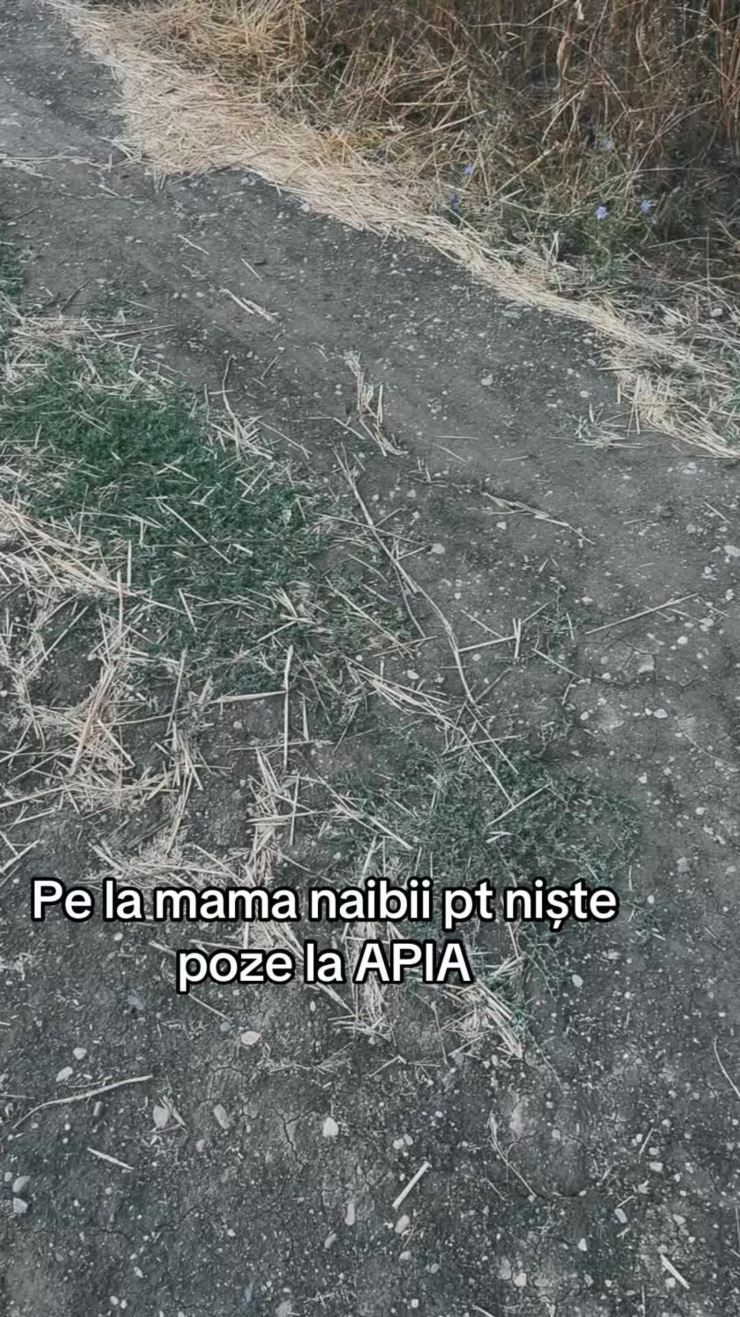 @Anda Oros