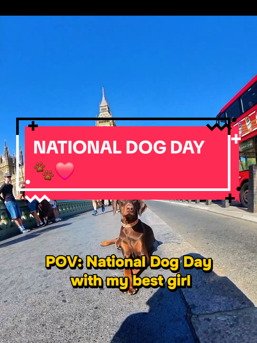 @Juno | The London Doberman