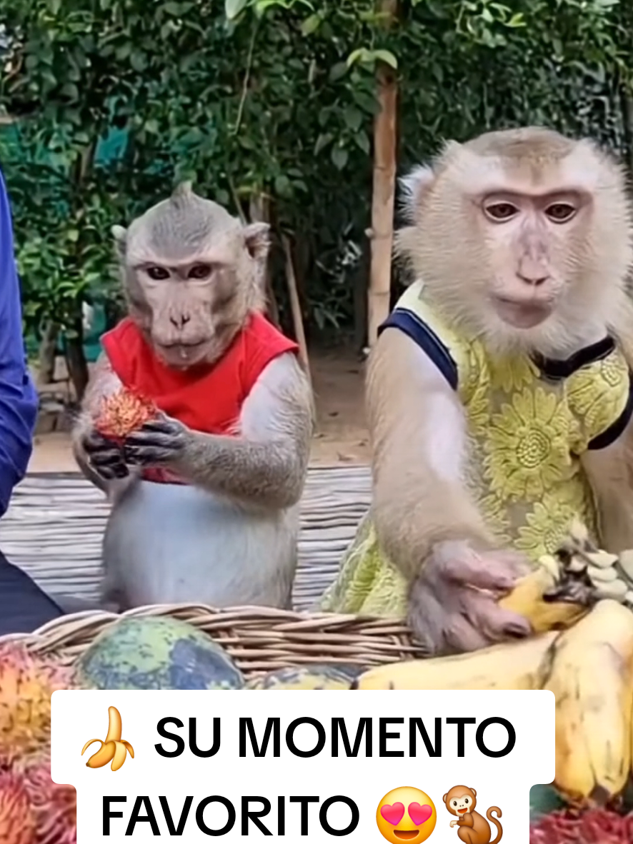 @monkeyYAYA