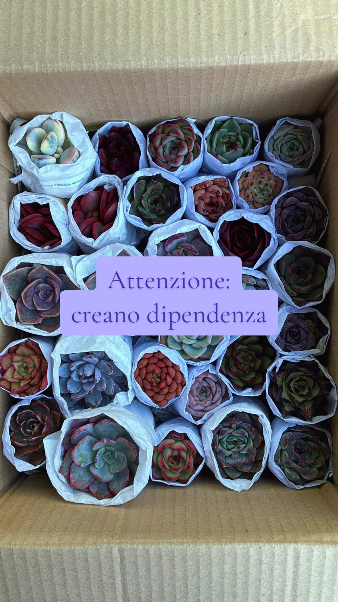 @piccole.spine.felici