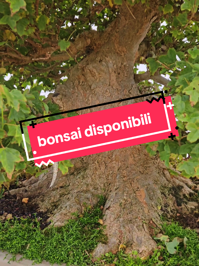 @BONS A.I.