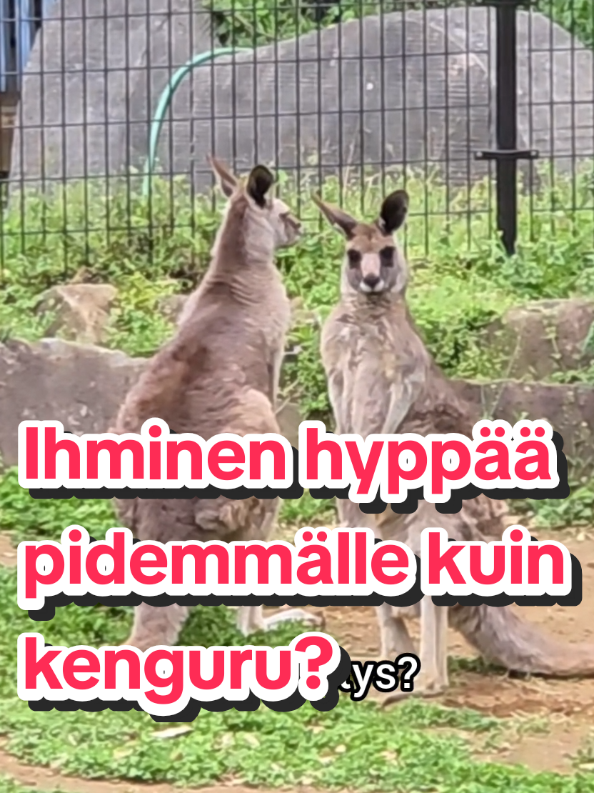 @Vesko