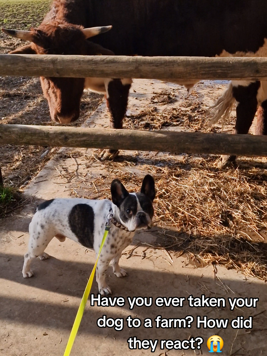 @French Bulldog Jacky 🐶🐾