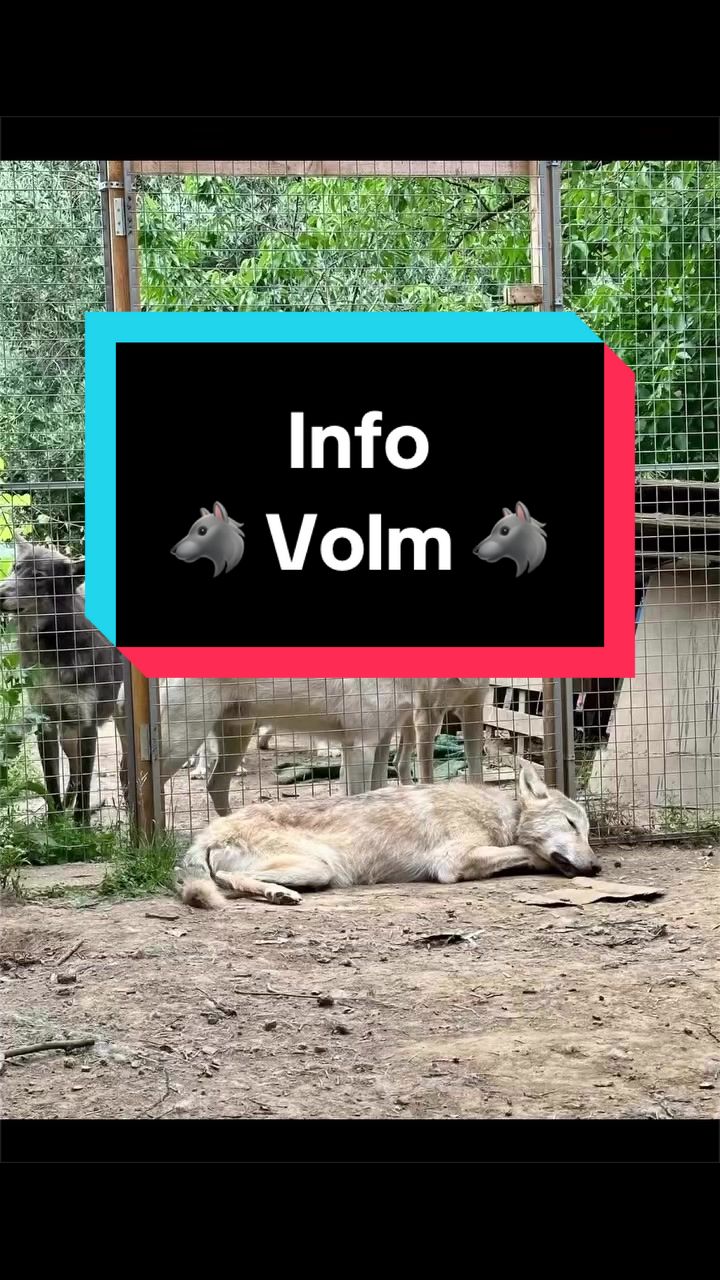 @🐺 Ragnar_et_sa_meute 🐺