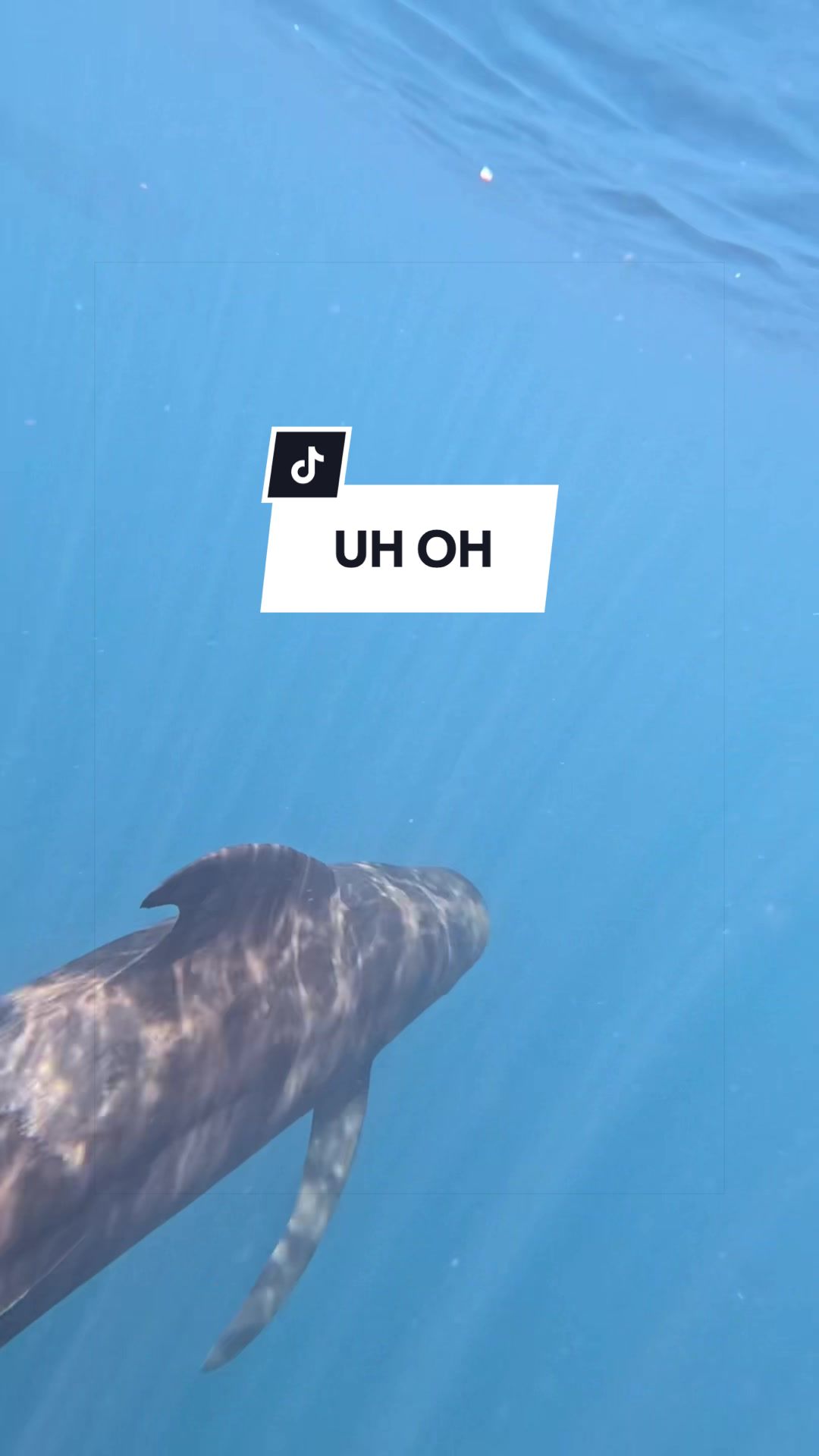 @SCUBA DAN 🦈