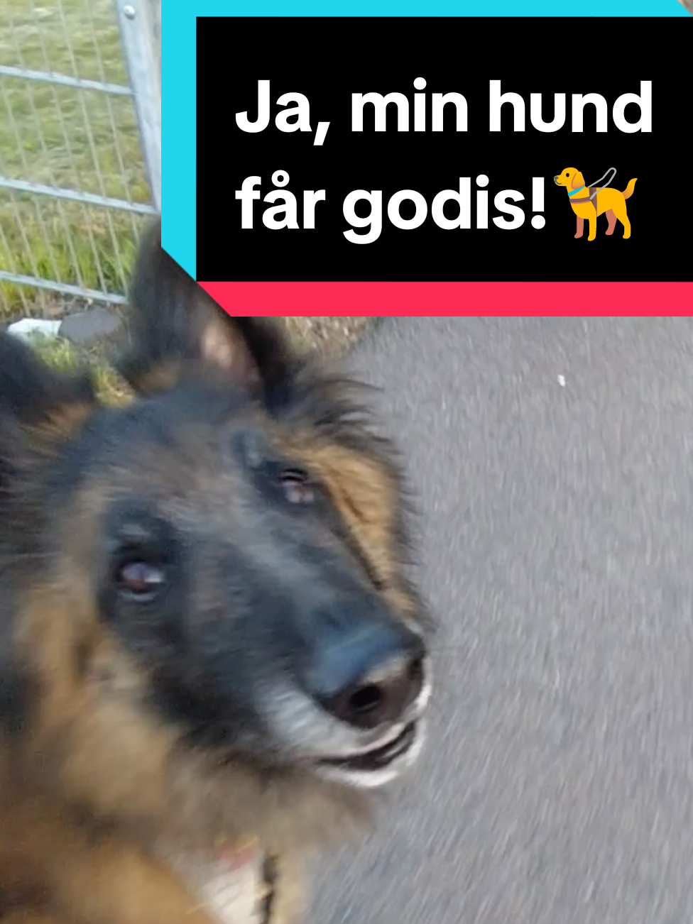 @Fenix-Tervueren AssistanceDog
