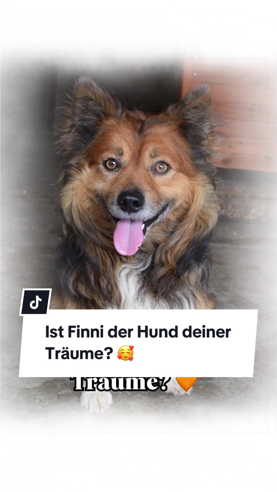 @Ein Herz für Streuner e.V.