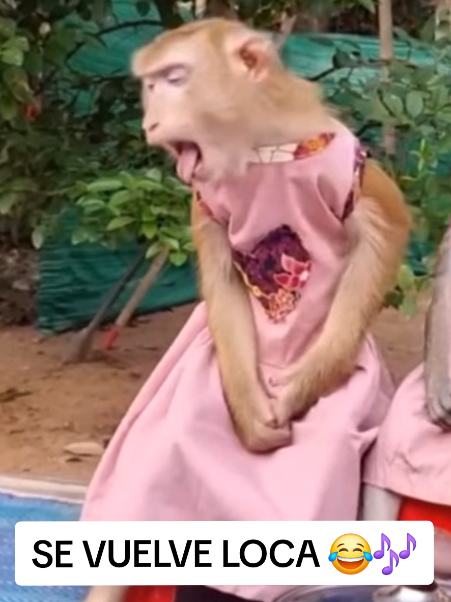 @monkeyYAYA