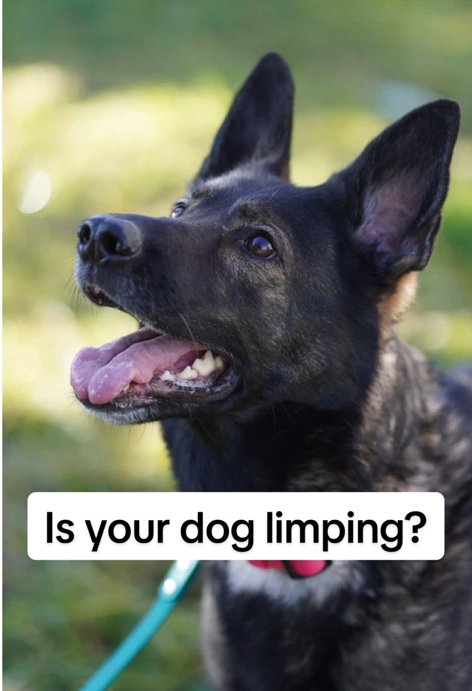 @WIMBA: Pet Orthoses