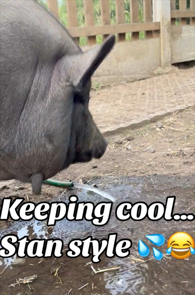 @AhimsaAnimalSanctuaryUK