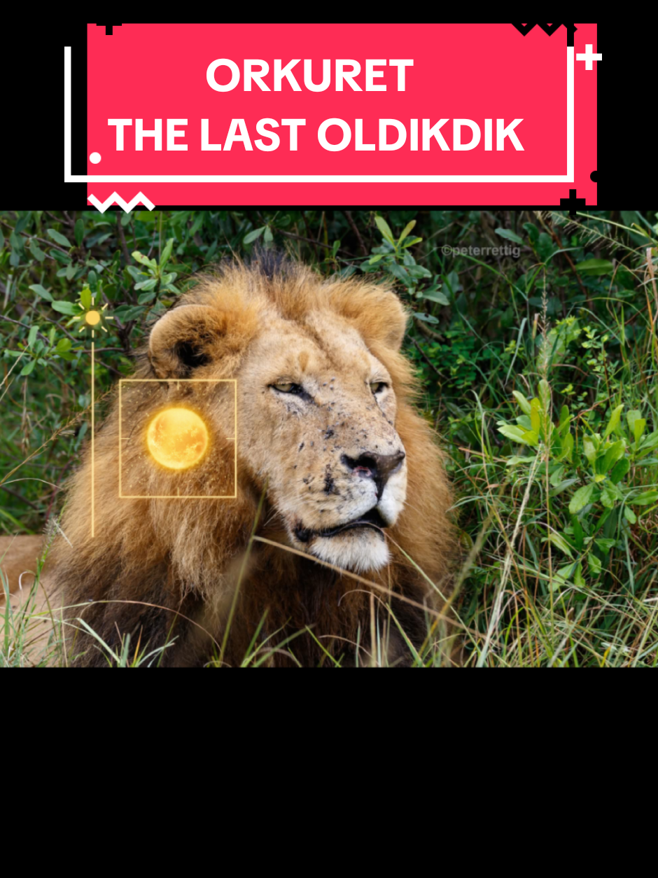@🦁Different👑 Lorkulup🦁