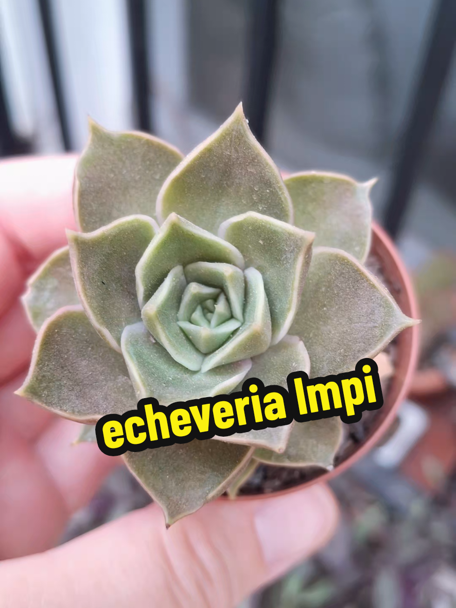 @Succulent_ninja