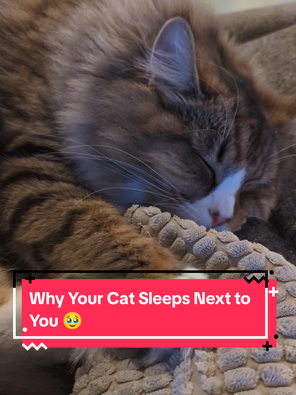 @The Cutest Cats Ever