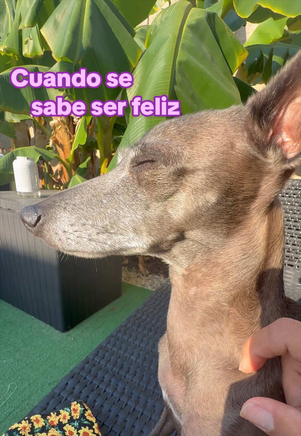 @Dos bombones