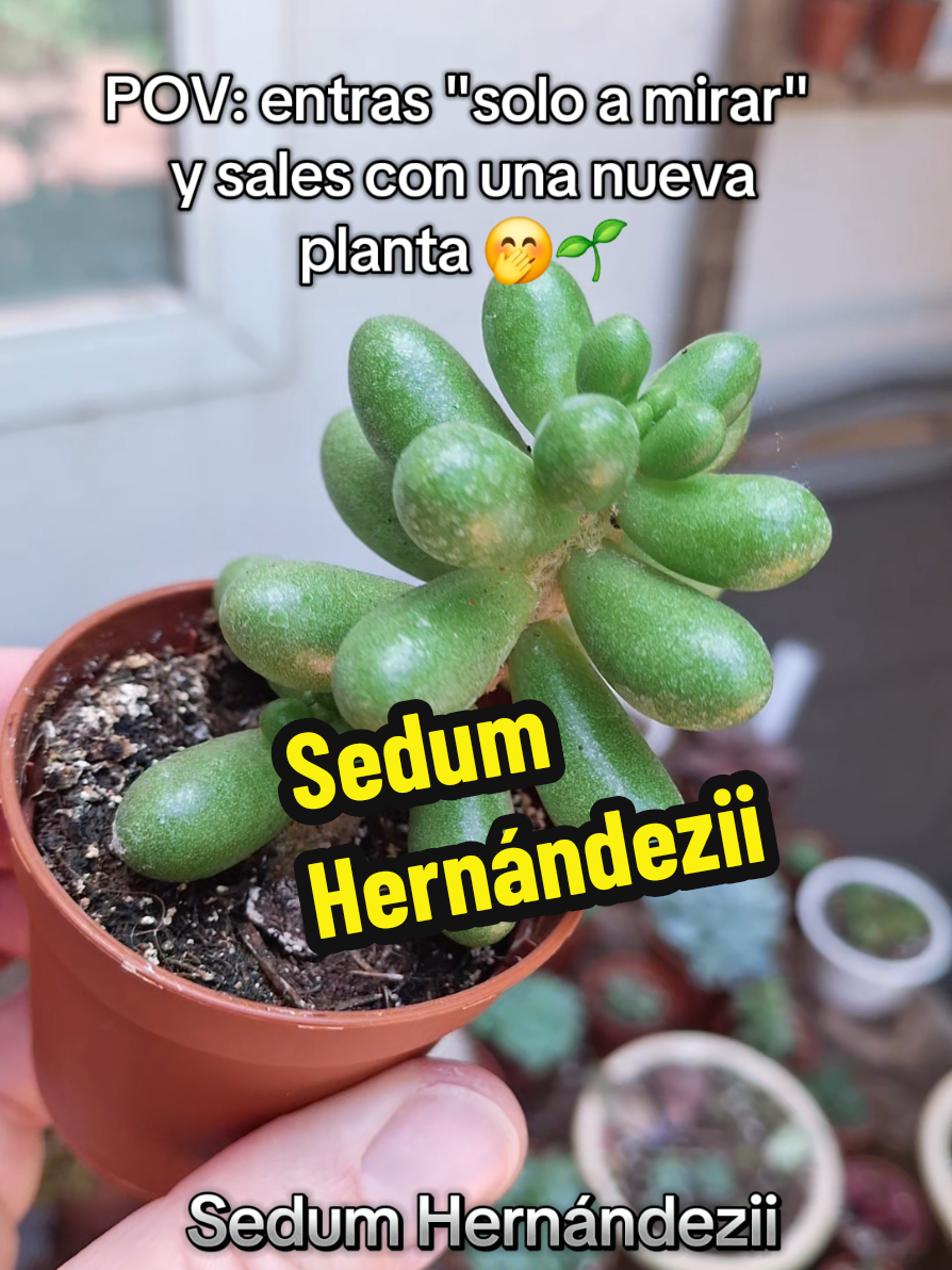 @Succulent_ninja