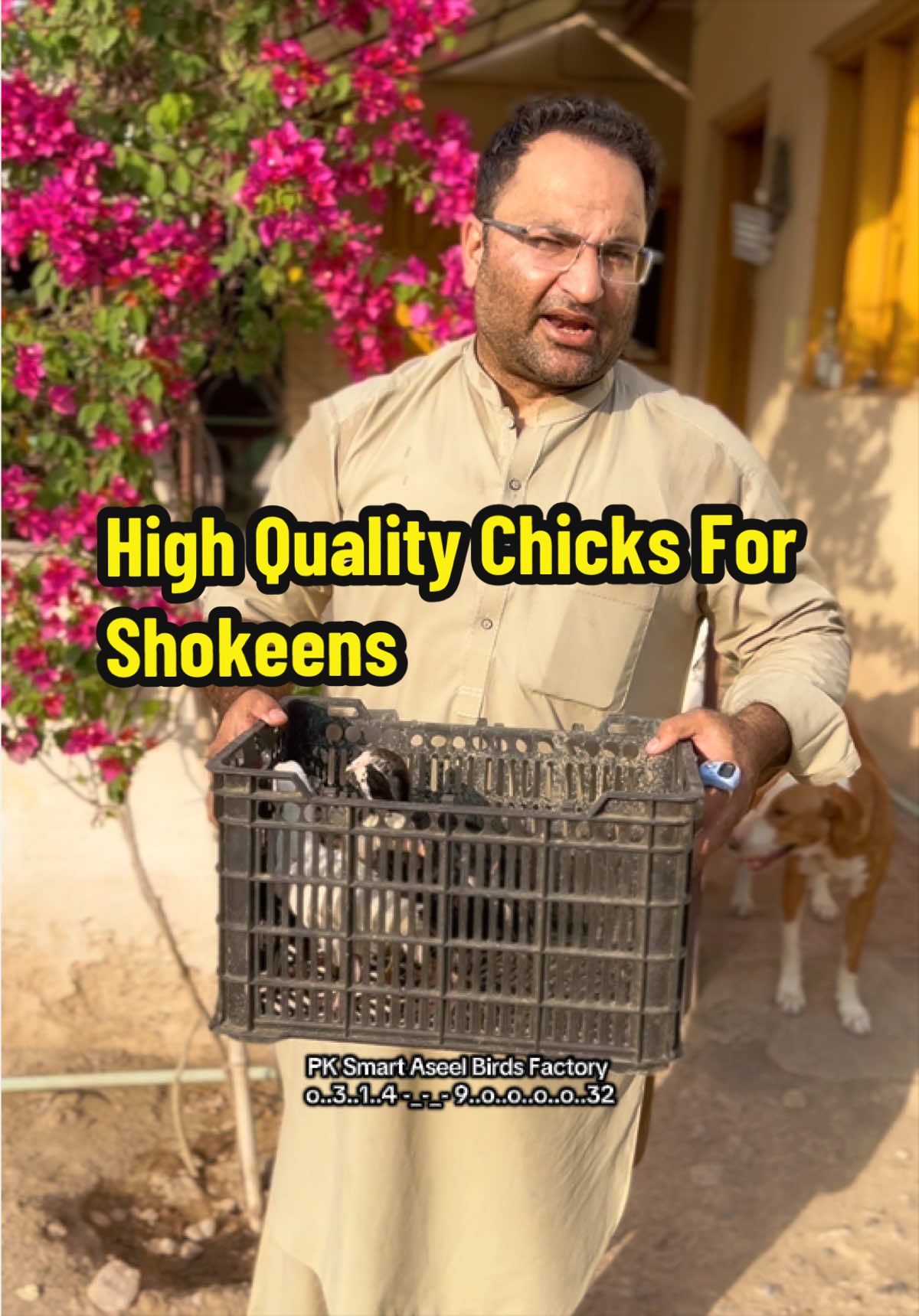 @PK Smart Aseel Birds Factory