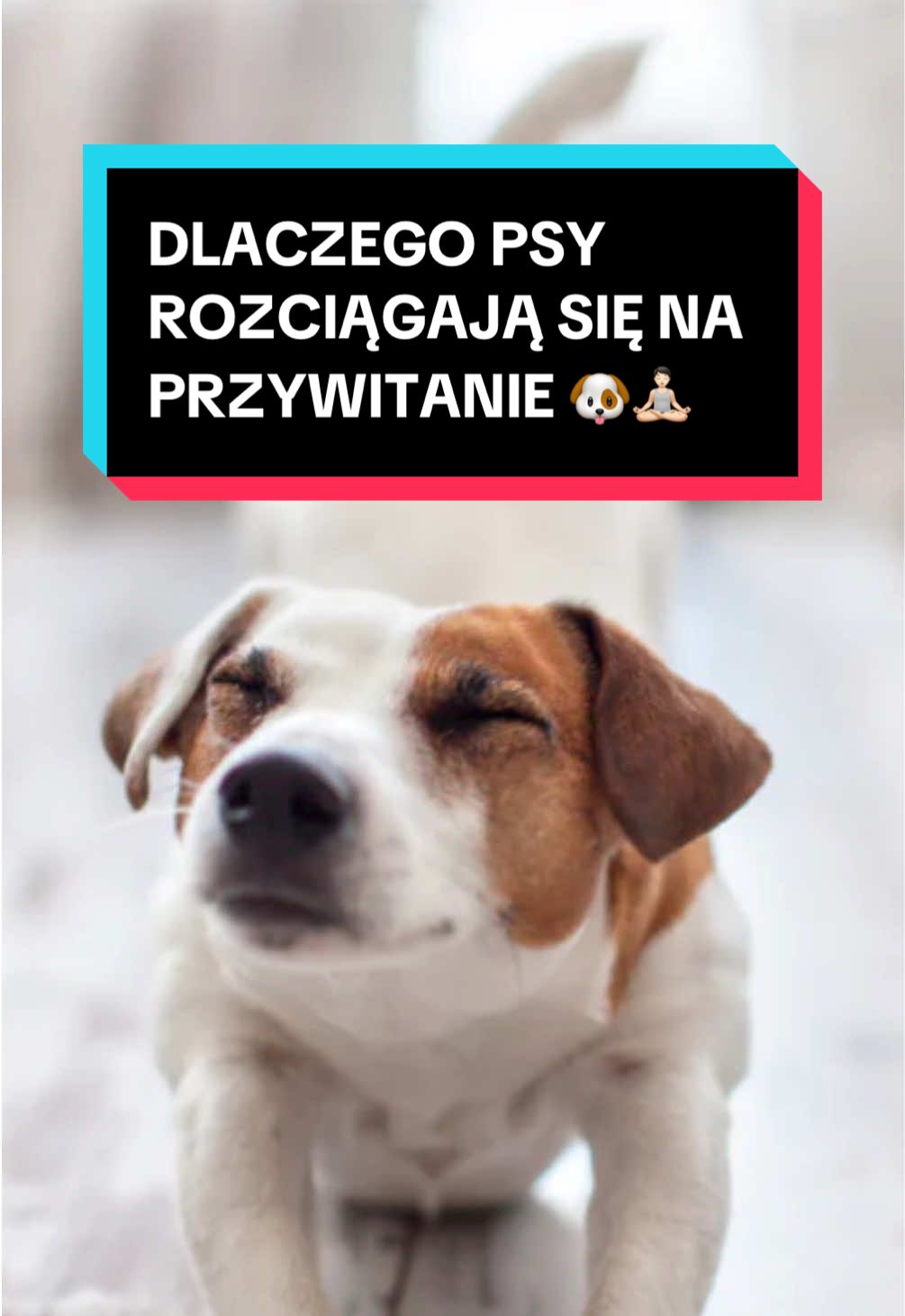 @pandawojtekyt