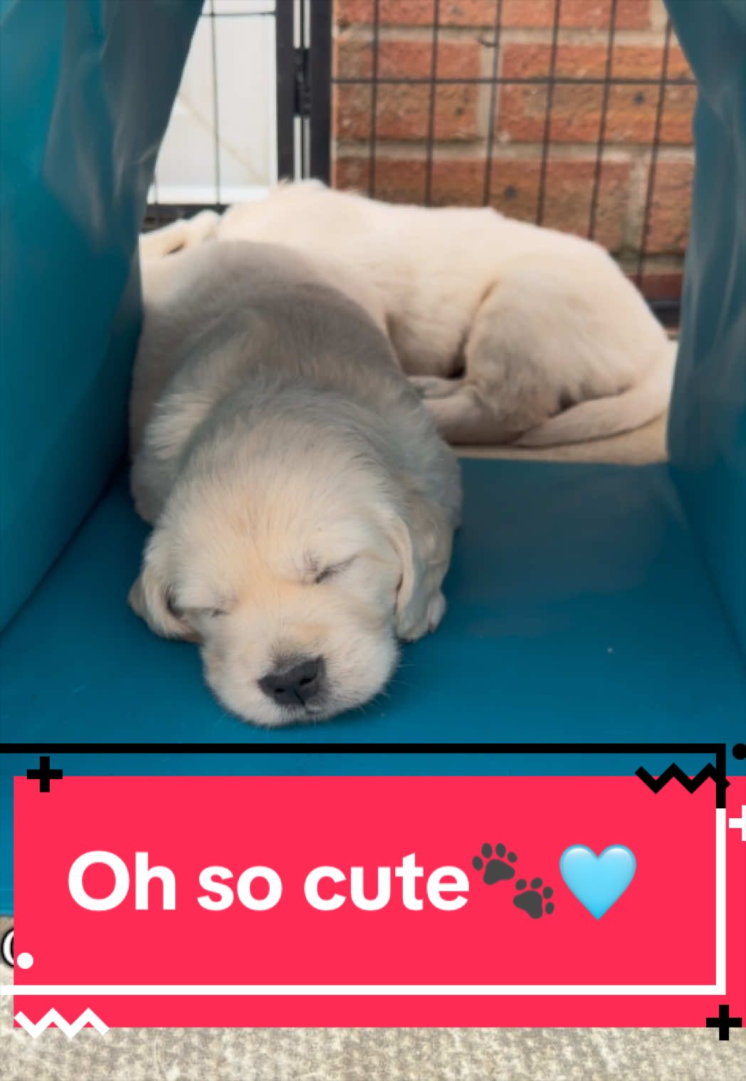 @Ateam Goldens