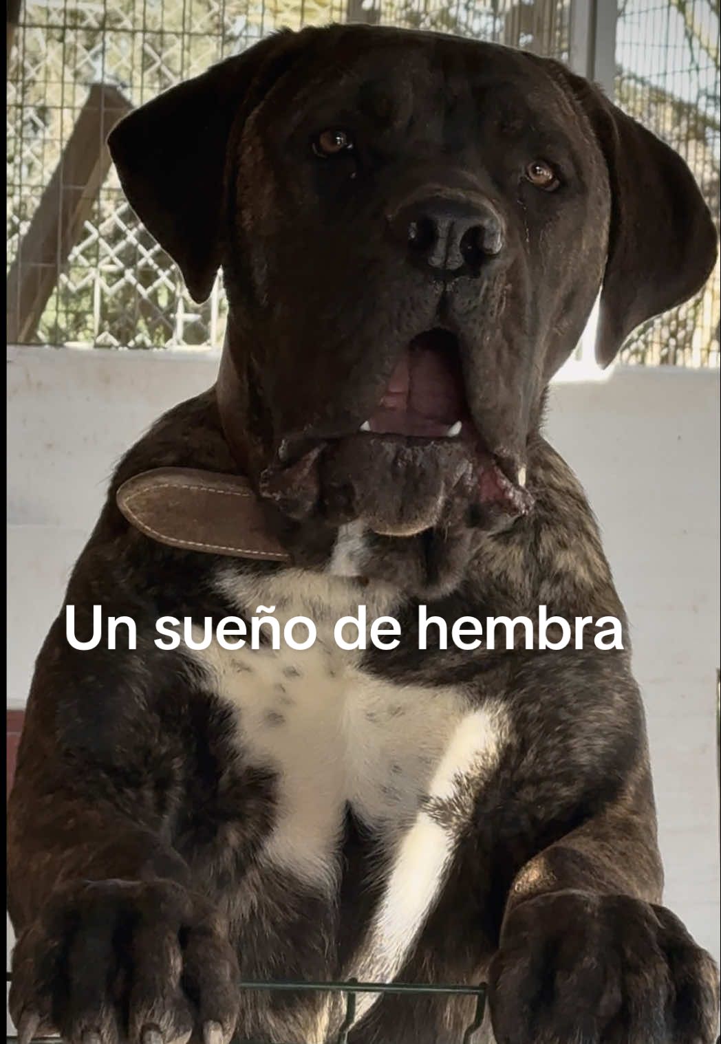 @Cane Corso Domus Targaryen