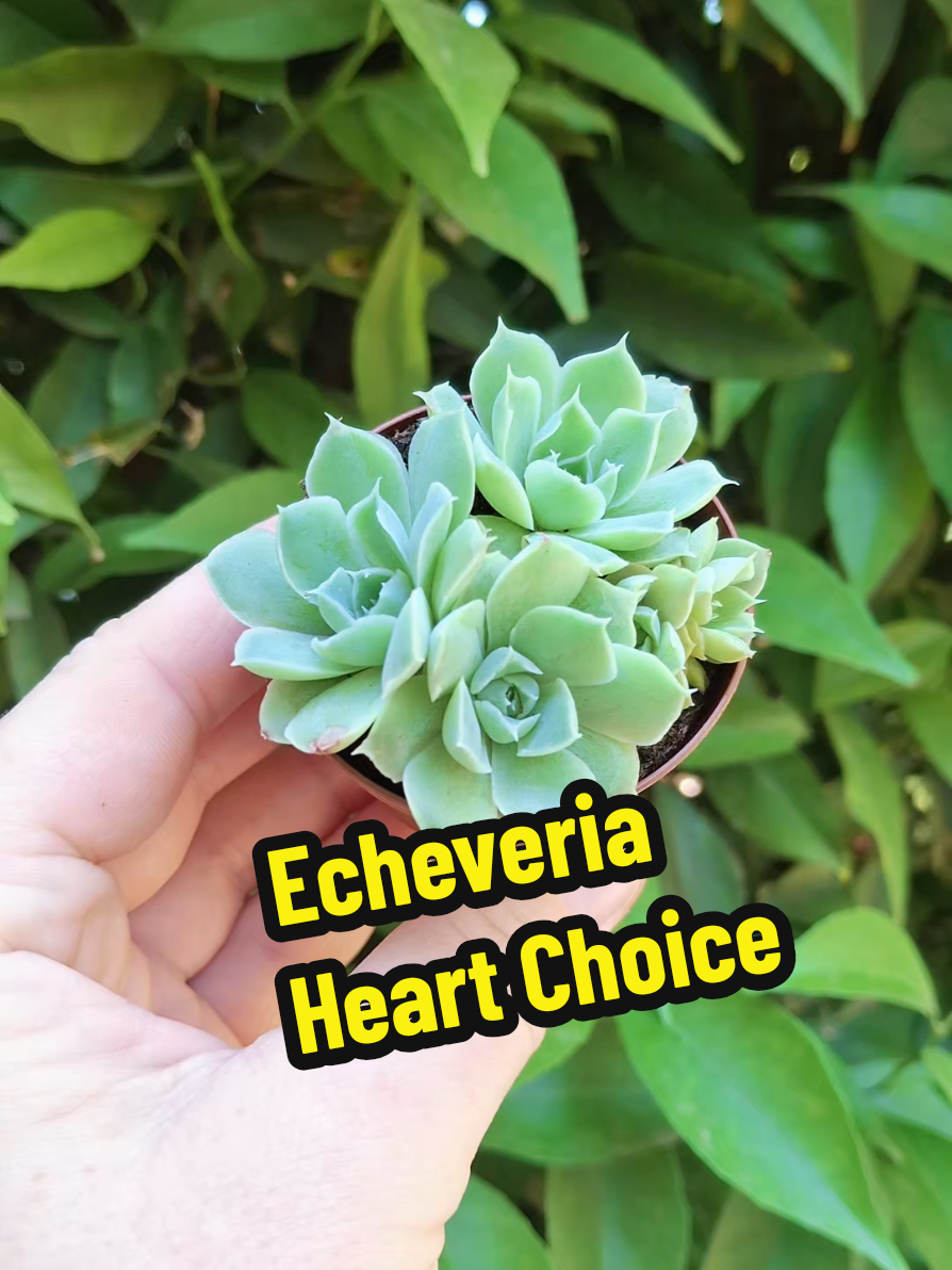 @Succulent_ninja
