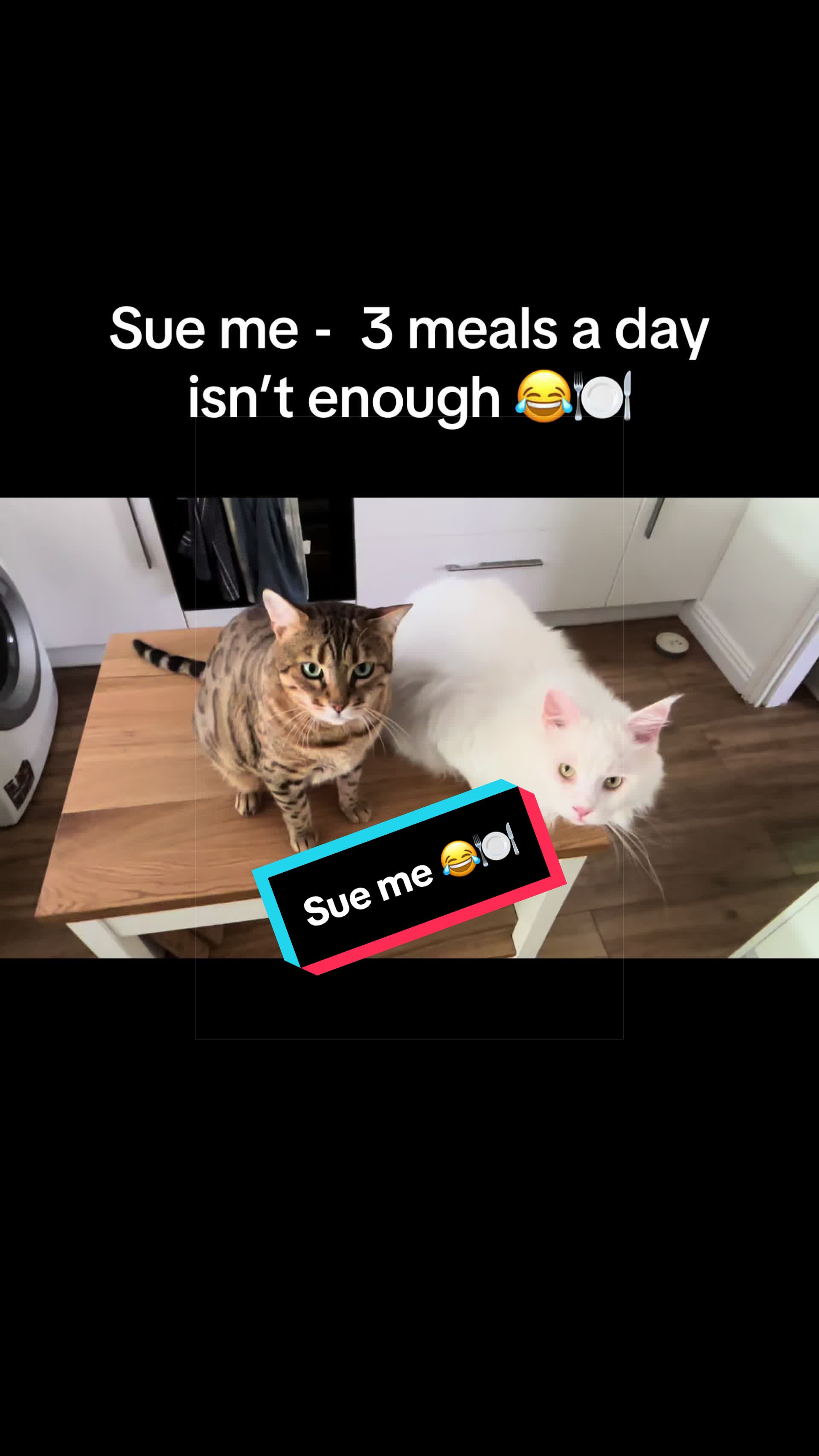 @Kiki & Zeus ๐ธ๐พ