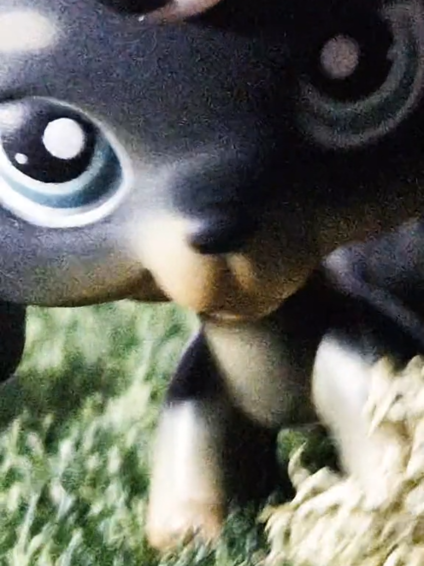 @funnygrey_mlp