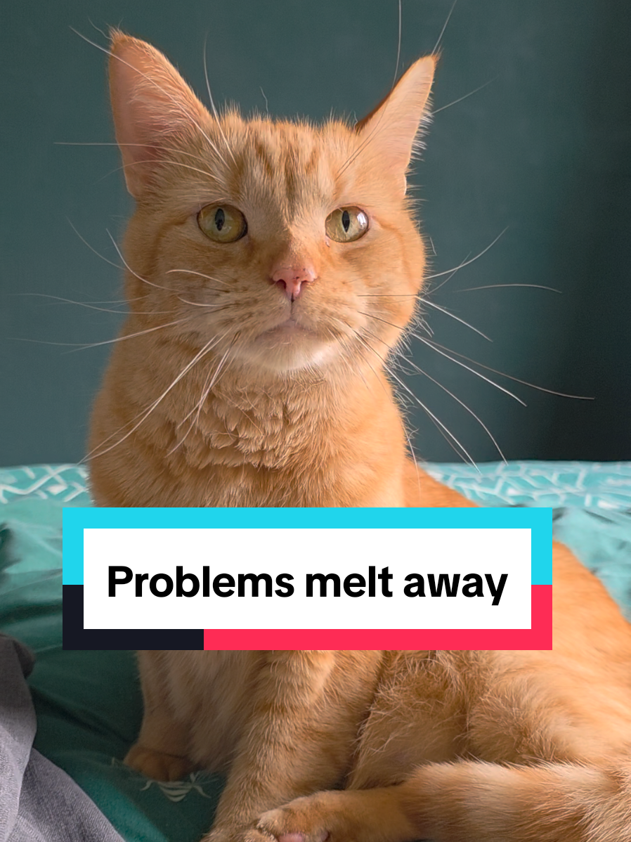 @Paws and Claws