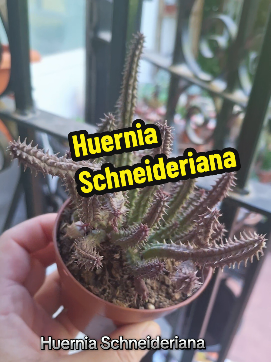 @Succulent_ninja
