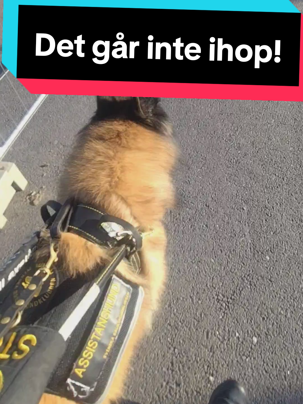 @Fenix-Tervueren AssistanceDog