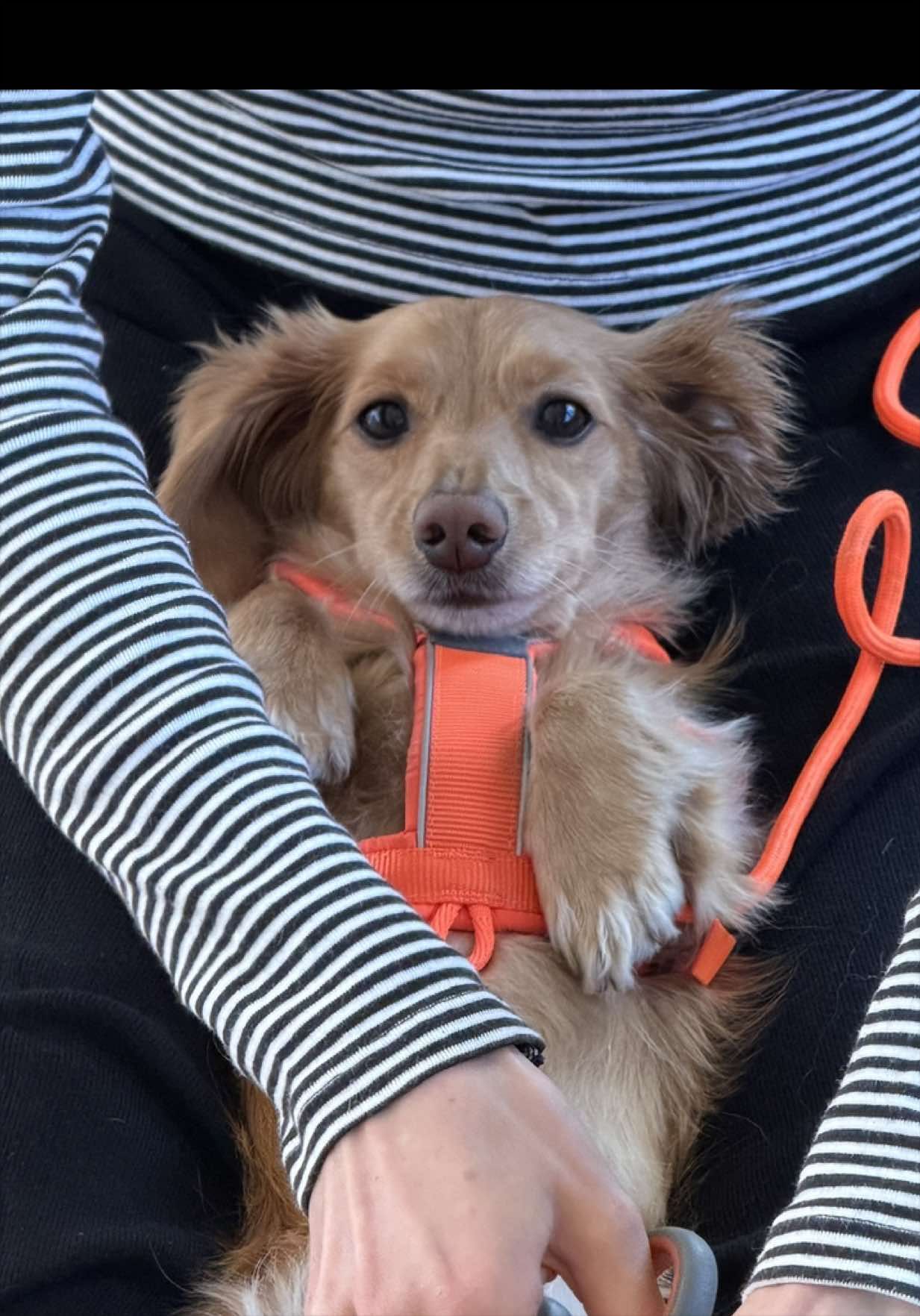 @cashewdachshund